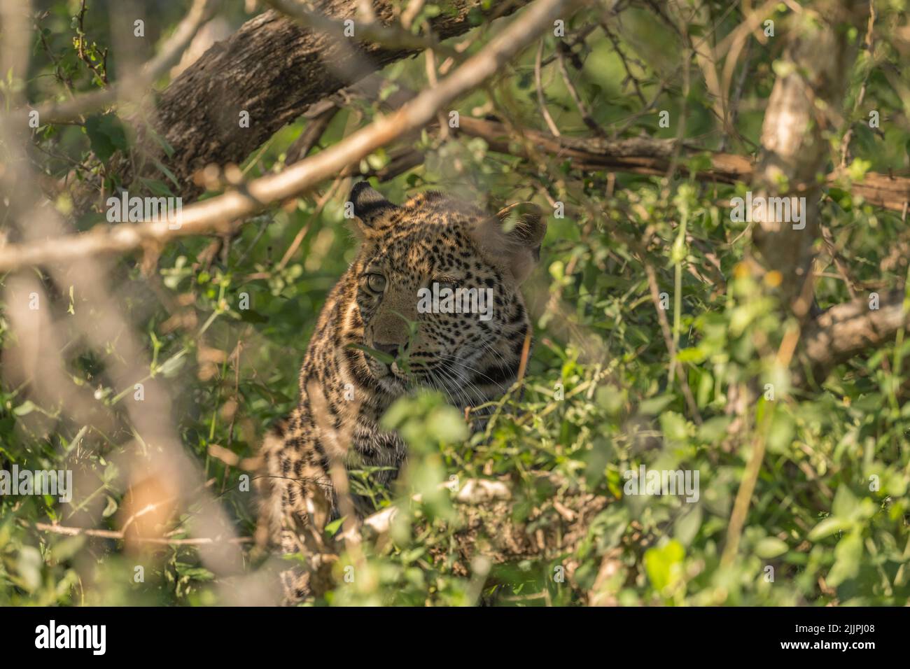 leopard cub hiding in dense bush while mother hunting Stock Photo