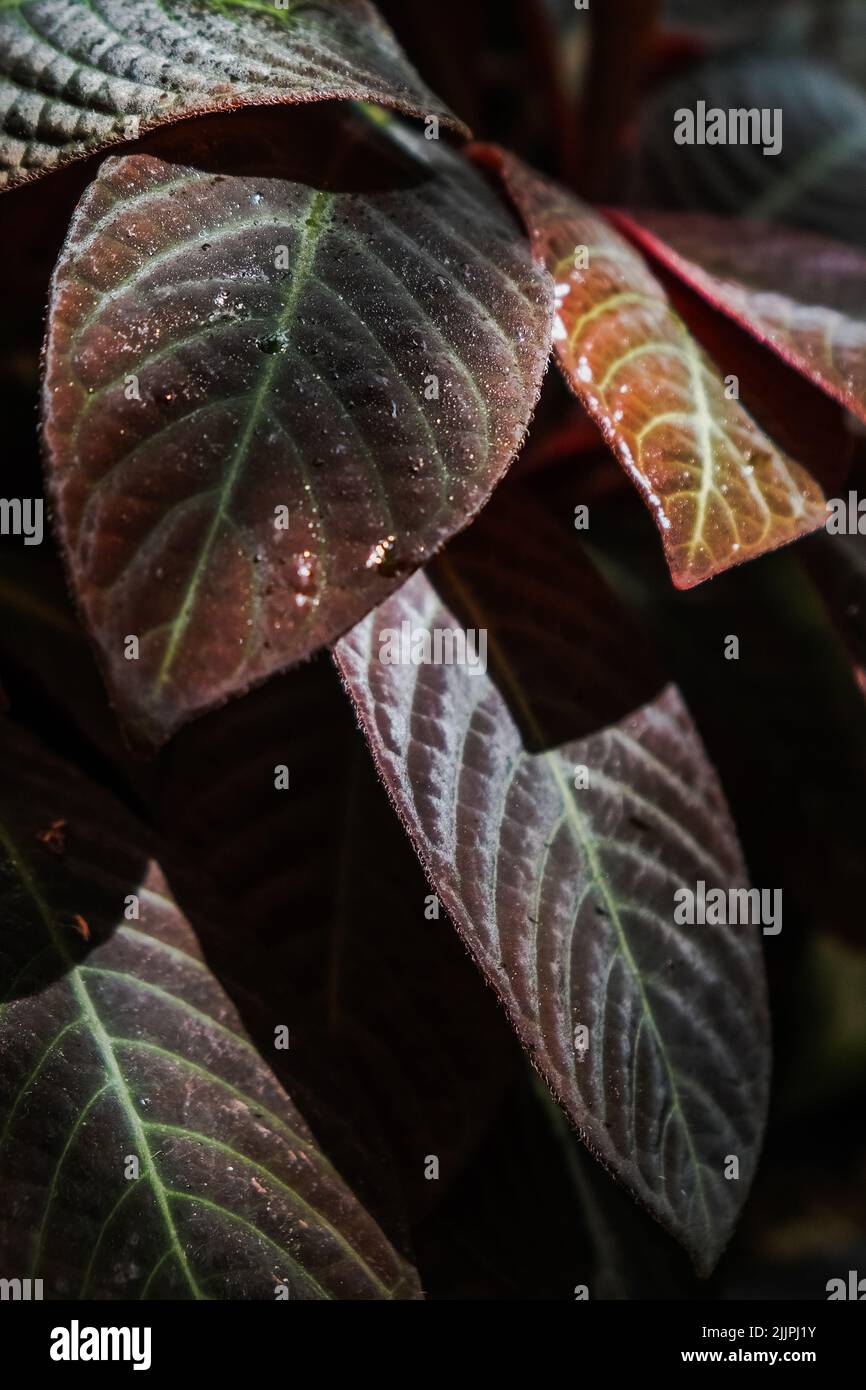 A vertical closeup of Episcia cupreata leaves. Botanical Garden of Iasi, Romania. Stock Photo