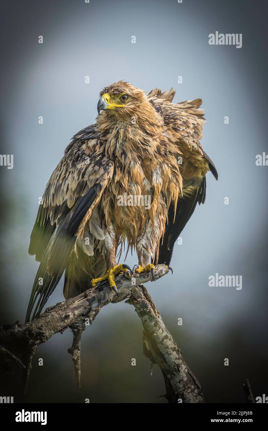 Wet bedraggled Tawney Eagle drying feathers after heavy bathing in a river Stock Photo