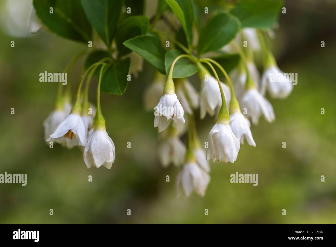 A selective of snowbell flowers Stock Photo