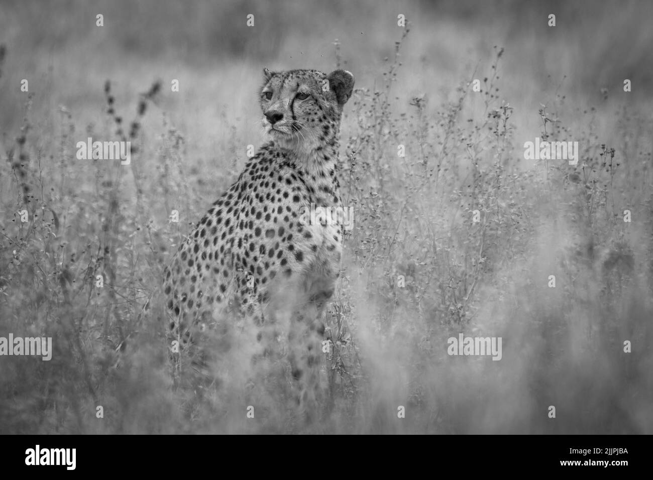 Cheetah sitting on haunches in grass field - black and white Stock Photo