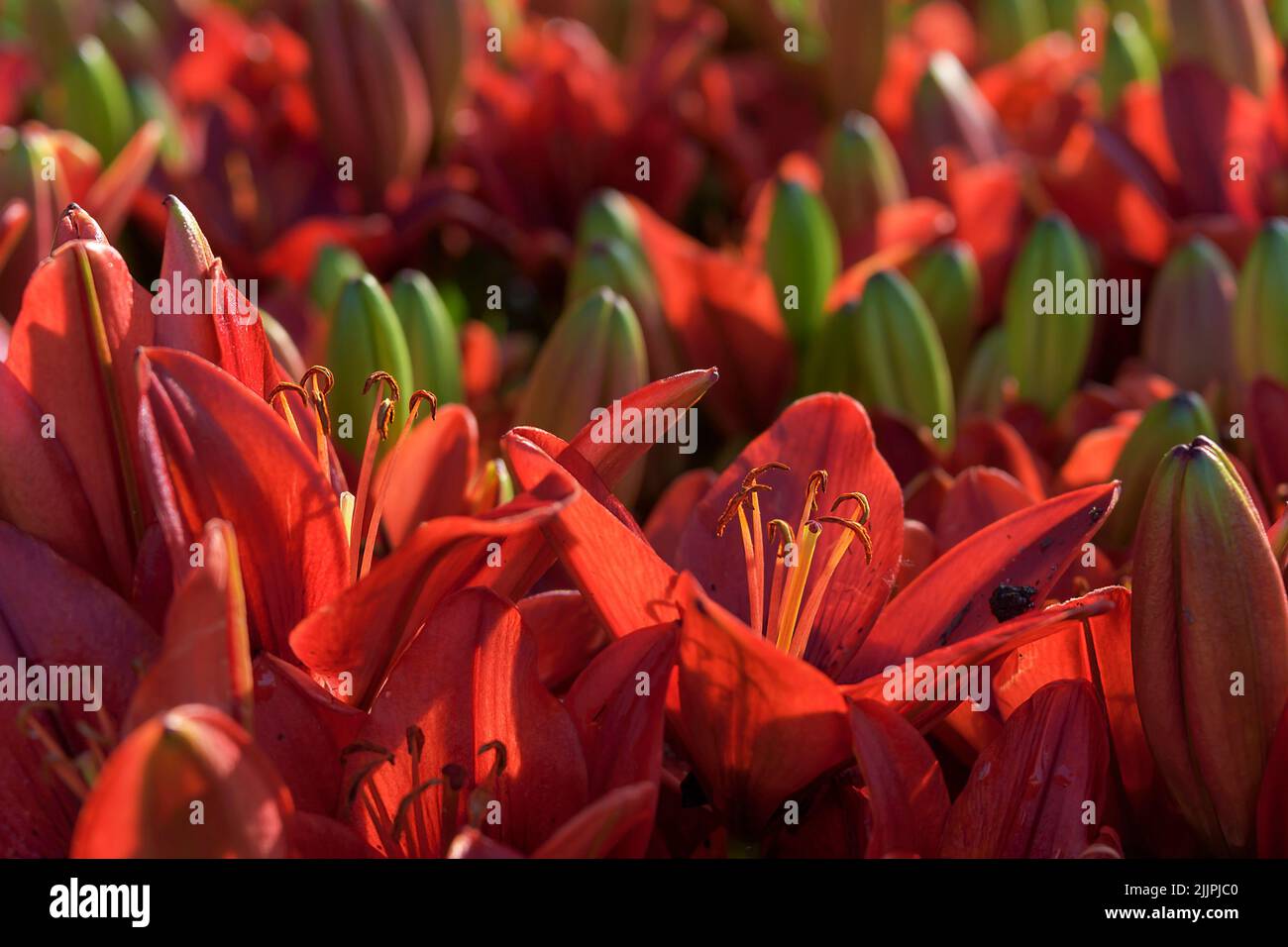 Lilies of the field hi-res stock photography and images - Alamy