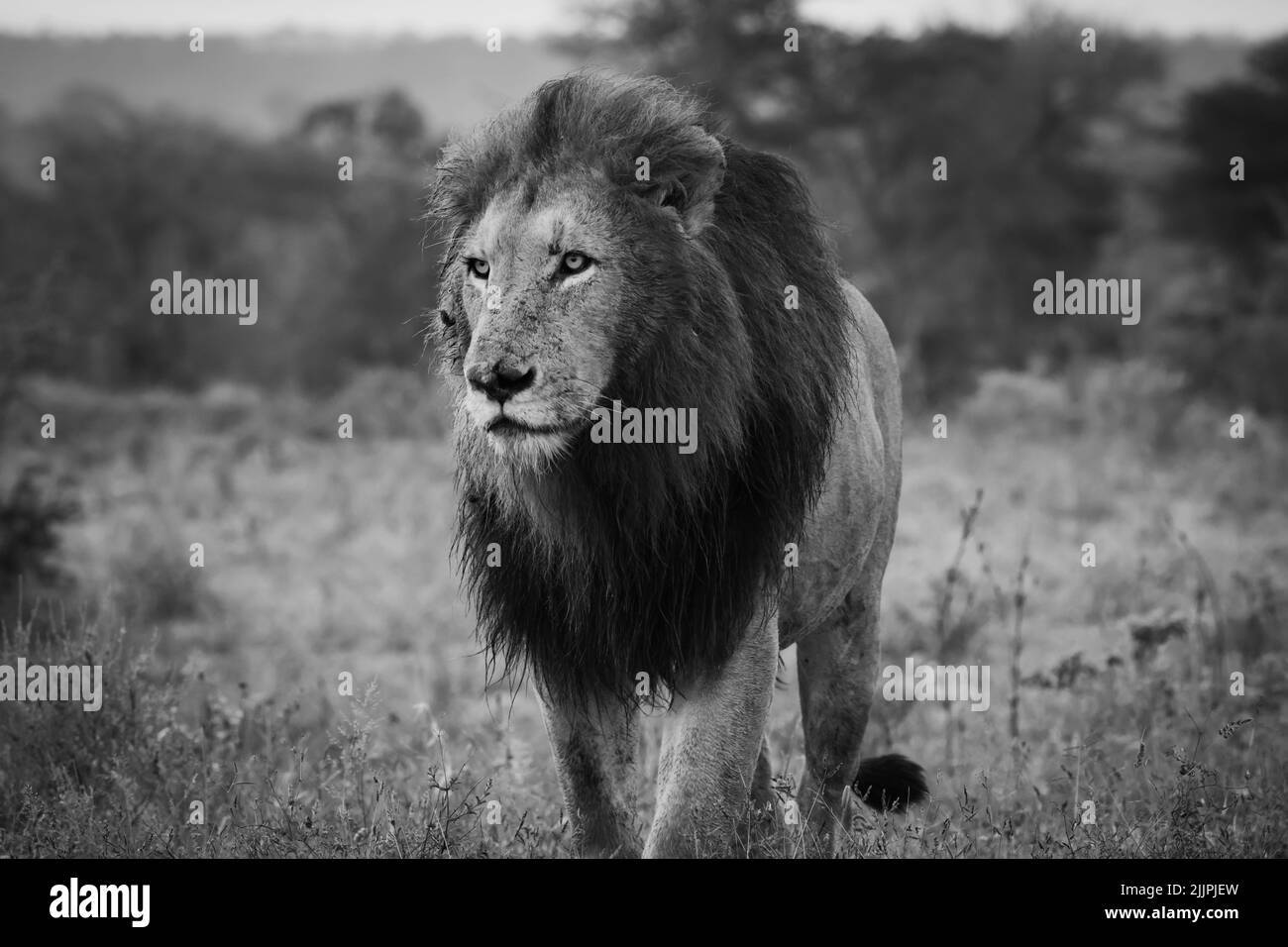 Male Lion striding purposely through veld Stock Photo