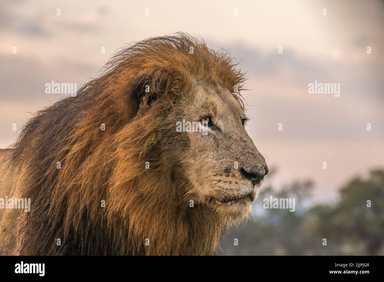 Male lion Portrait - Kruger Park Stock Photo
