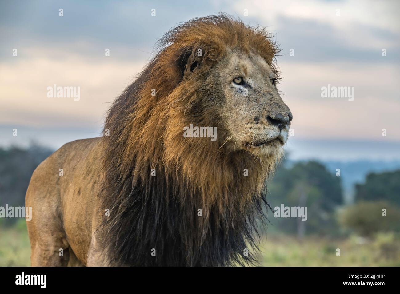 Male Lion striding purposely through veld Stock Photo