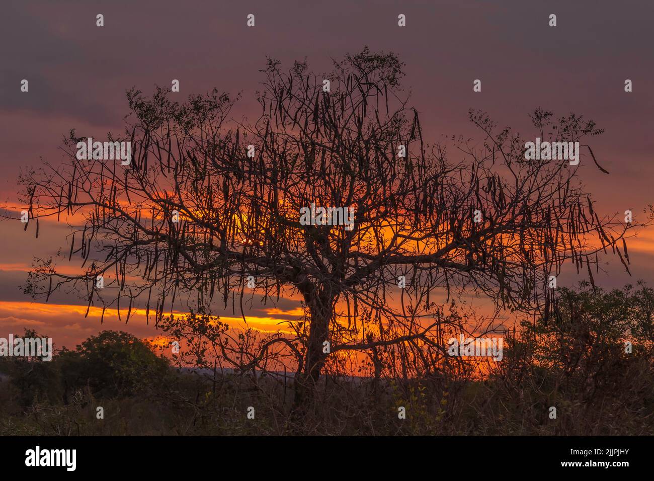 silhouette of an acacia tree at sunset Stock Photo