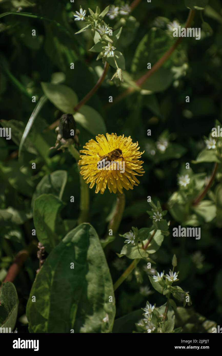 Top view bee dandelion hi-res stock photography and images - Alamy