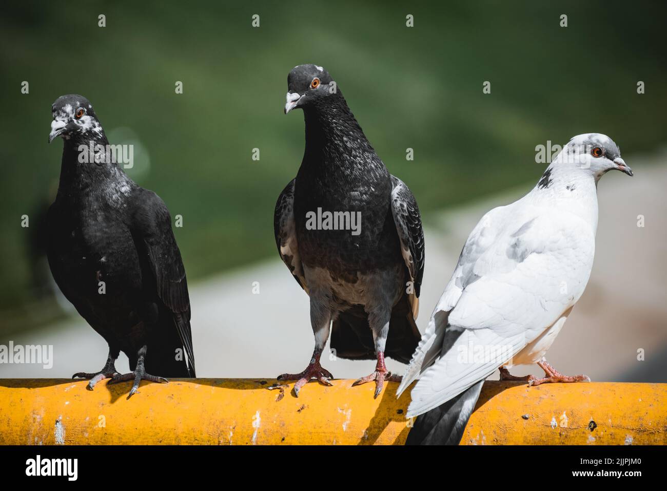 A group of black and white pigeons standing on a yellow tube isolated on a blurred background Stock Photo