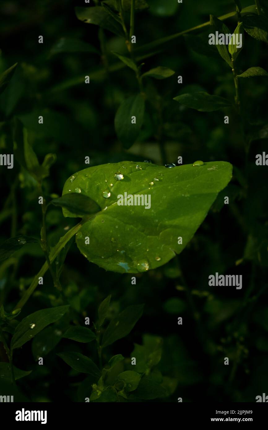 A vertical shot of a green leaf with raindrops isolated on a dark, blurry background Stock Photo