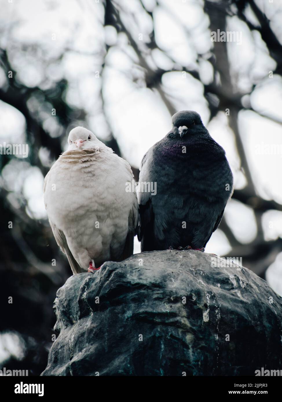 A vertical shot of a couple of black and white pigeons standing on the top of a sculpture Stock Photo