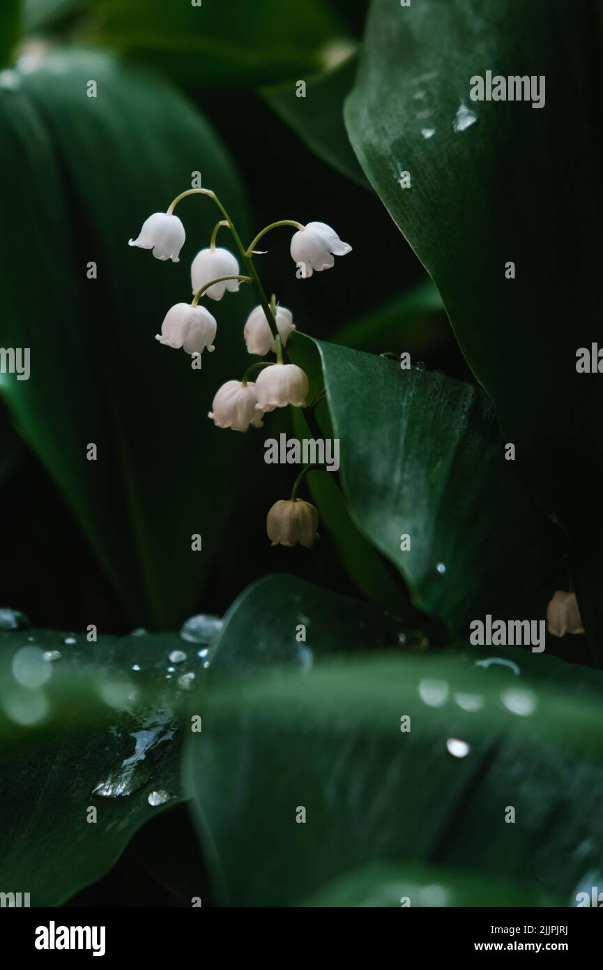 Large green leaves hi-res stock photography and images - Alamy