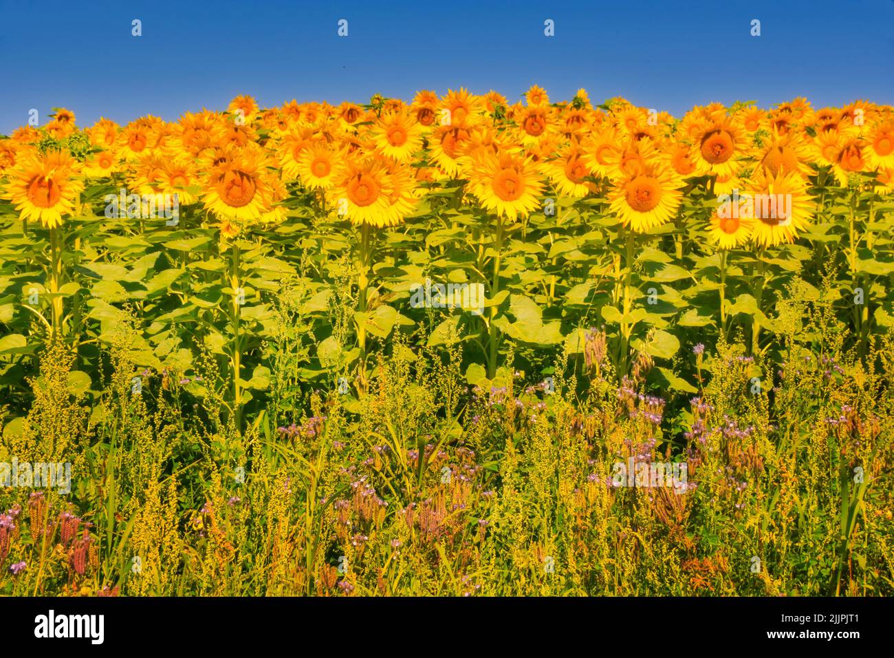 Close-Up of Sunflowers growing in a field, Oberrohrdorf, Aargau, Switzerland Stock Photo