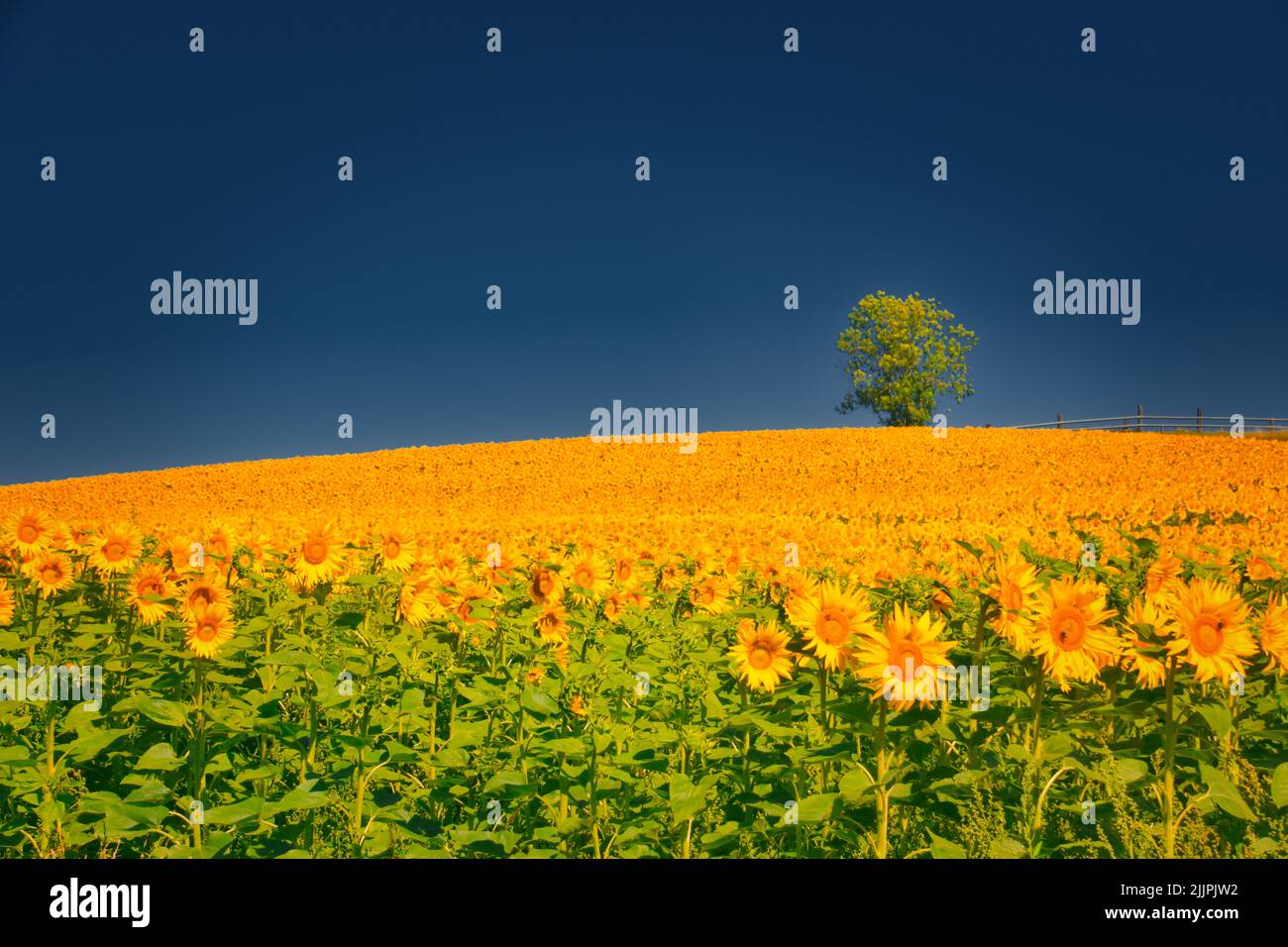 Lone tree and Sunflowers growing in a field, Oberrohrdorf, Aargau, Switzerland Stock Photo