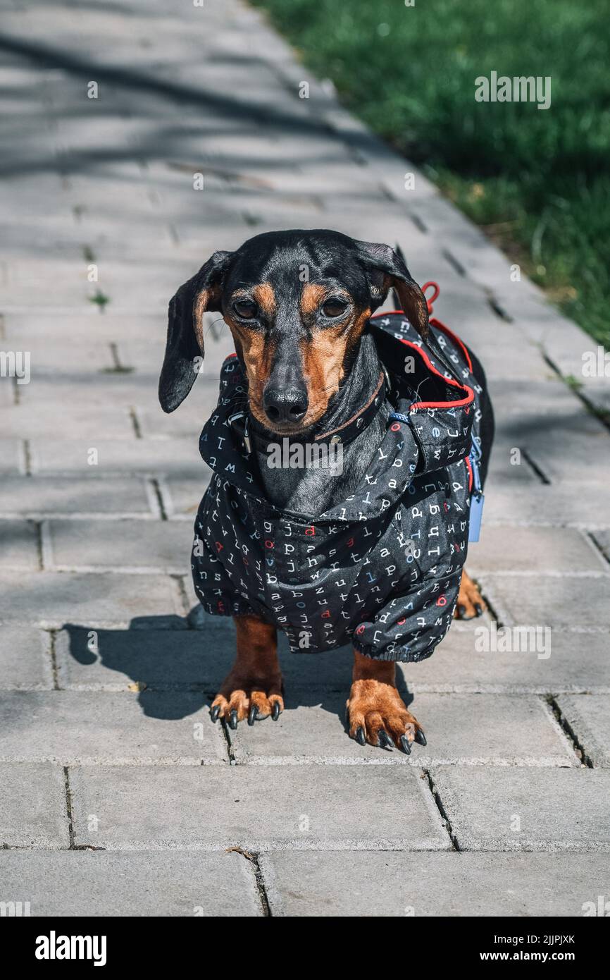 Alpine dachsbracke hi-res stock photography and images - Alamy