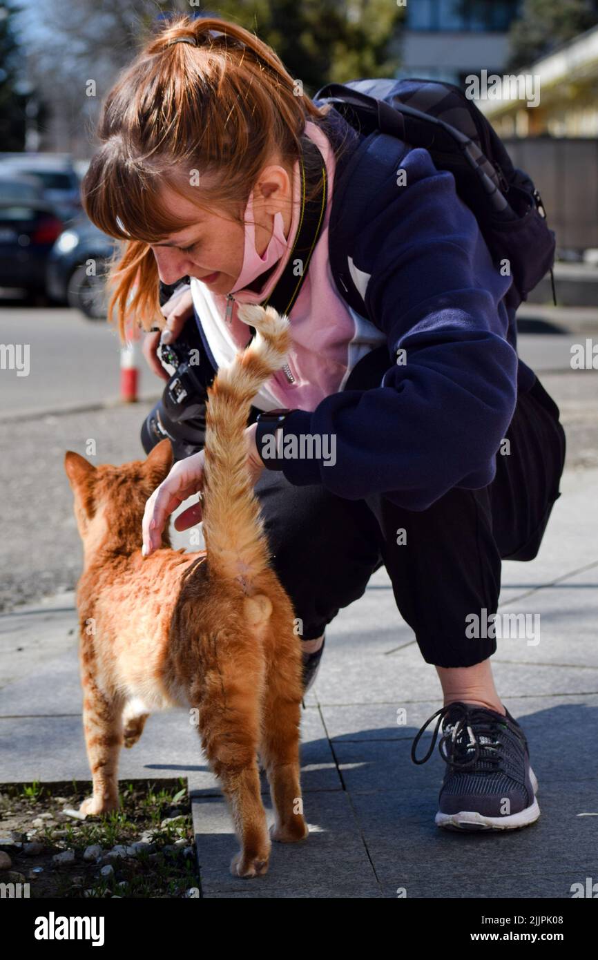 A vertical shot of a Caucasian woman petting a ginger street cat. Stock Photo