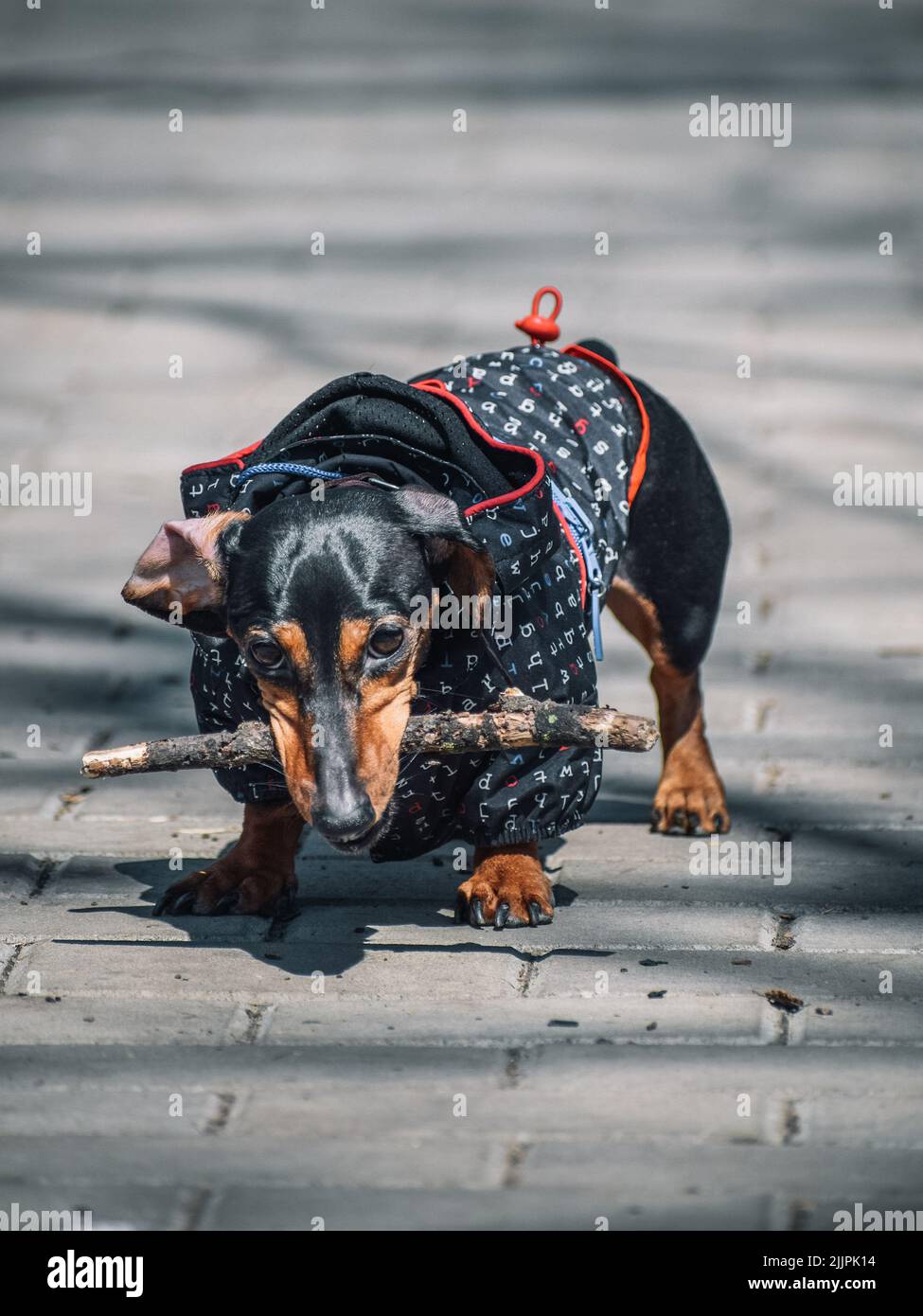 Alpine dachsbracke hi-res stock photography and images - Alamy