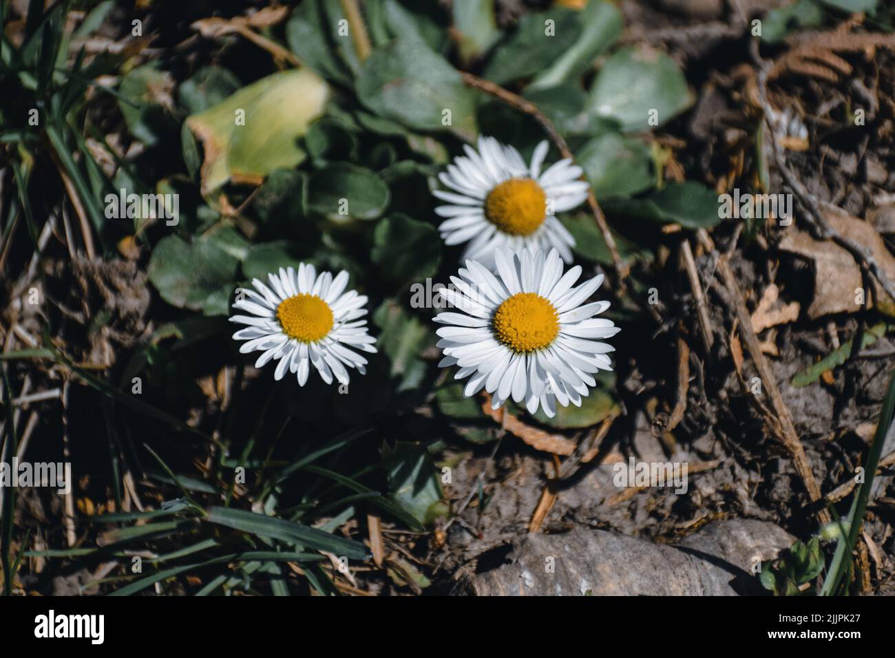 Three daisies growing in the sun Stock Photo Alamy