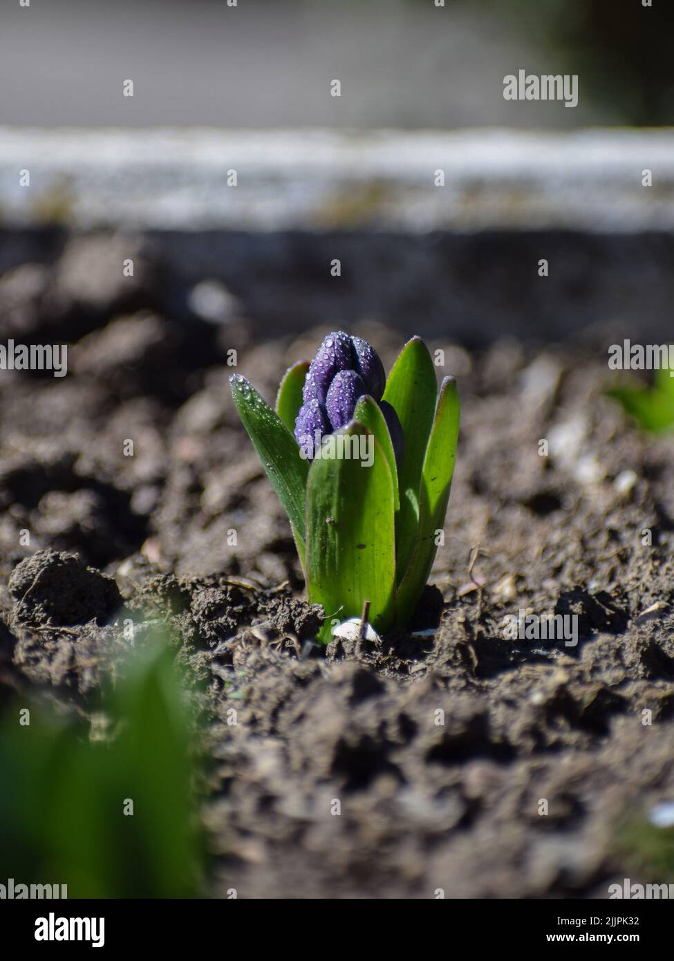 Delicate petals in sun hi-res stock photography and images - Alamy