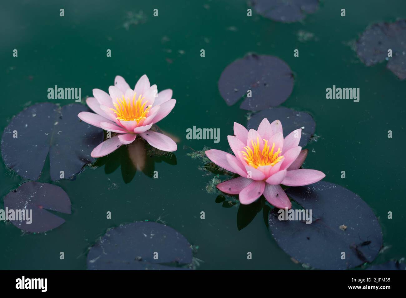 A closeup of lily flowers at the calm emerald water in full bloom Stock Photo