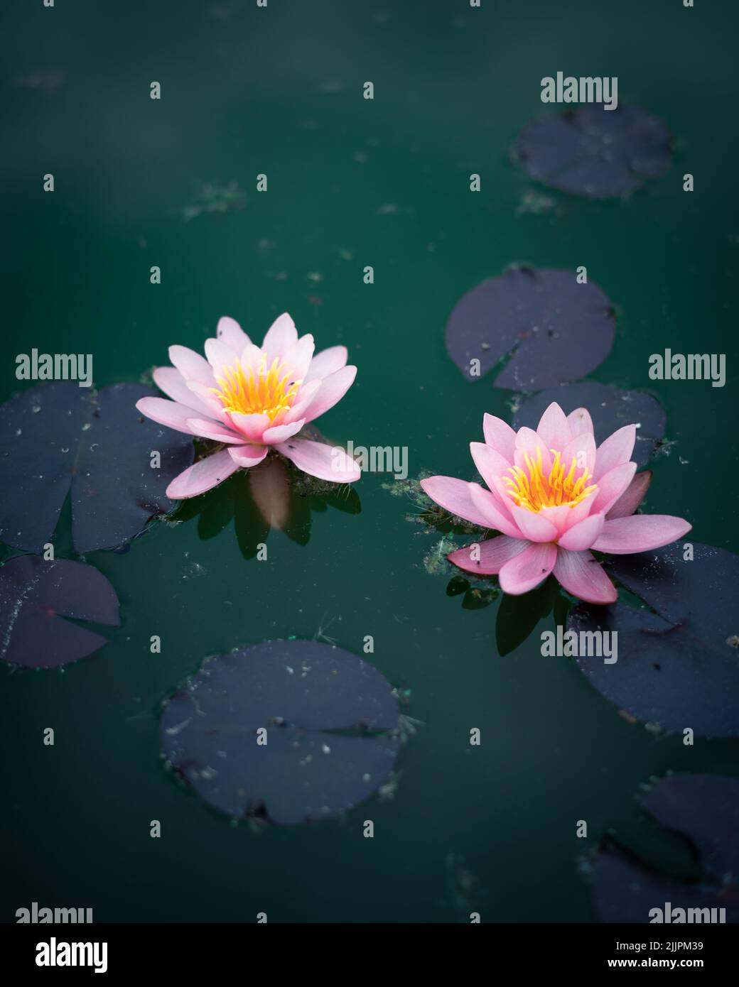 A closeup of lily flowers at the calm emerald water in full bloom Stock Photo