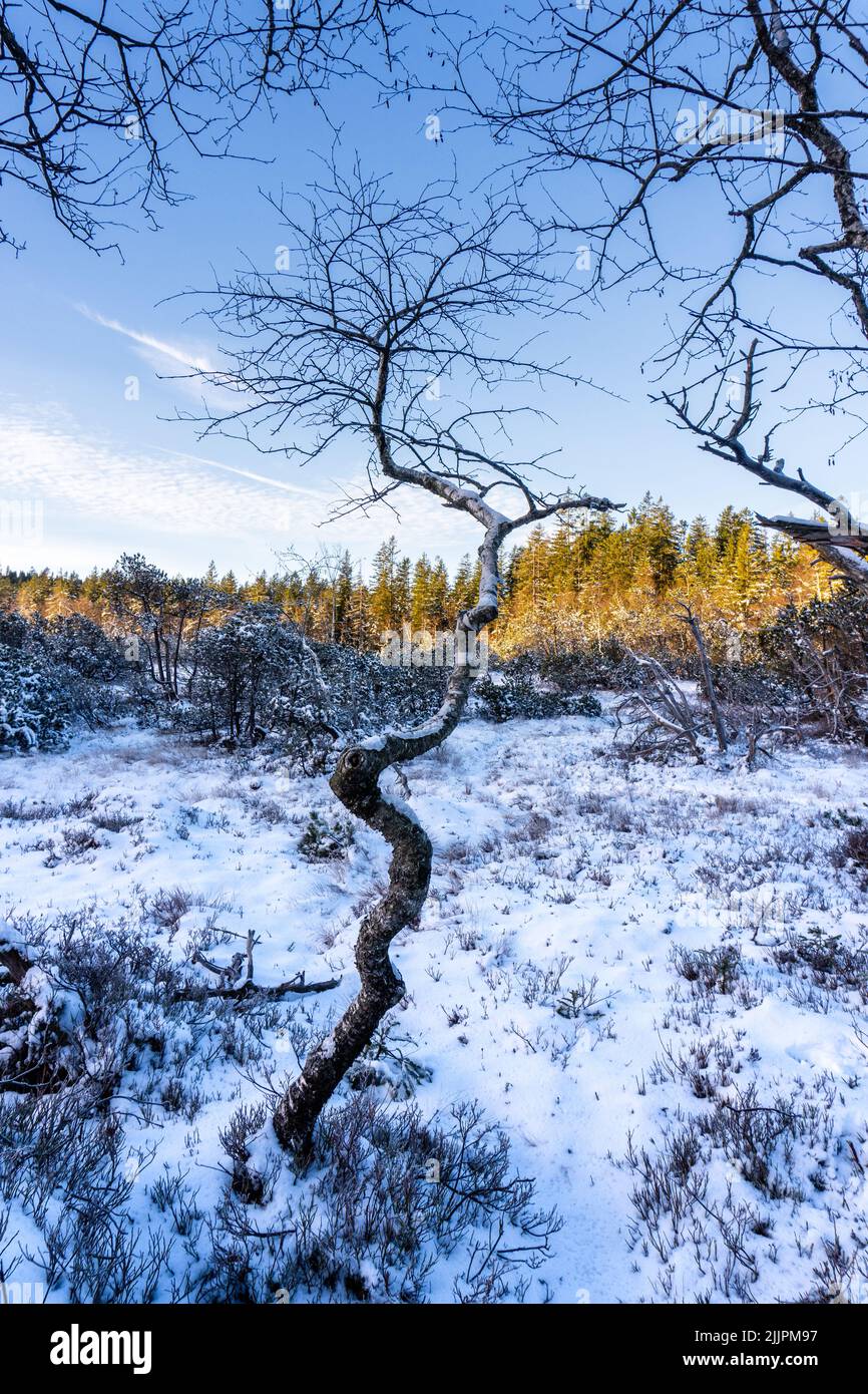 A vertical shot of a snowy swamp in Vorarlberg, Fohramoos, Austria Stock Photo