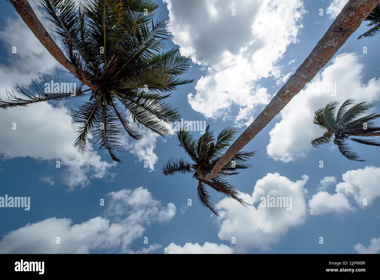 Low angle view of palm trees against a partly cloudy sky, Indonesia Stock Photo