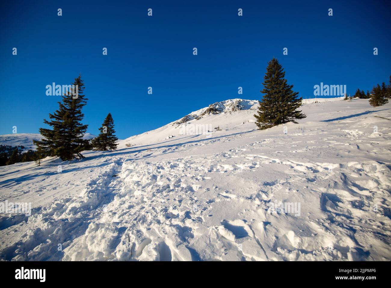 A Beautiful pine trees and a snowy mountainside Stock Photo - Alamy