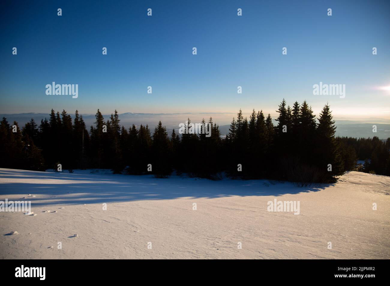 A Beautiful pine trees and a snowy mountainside Stock Photo - Alamy