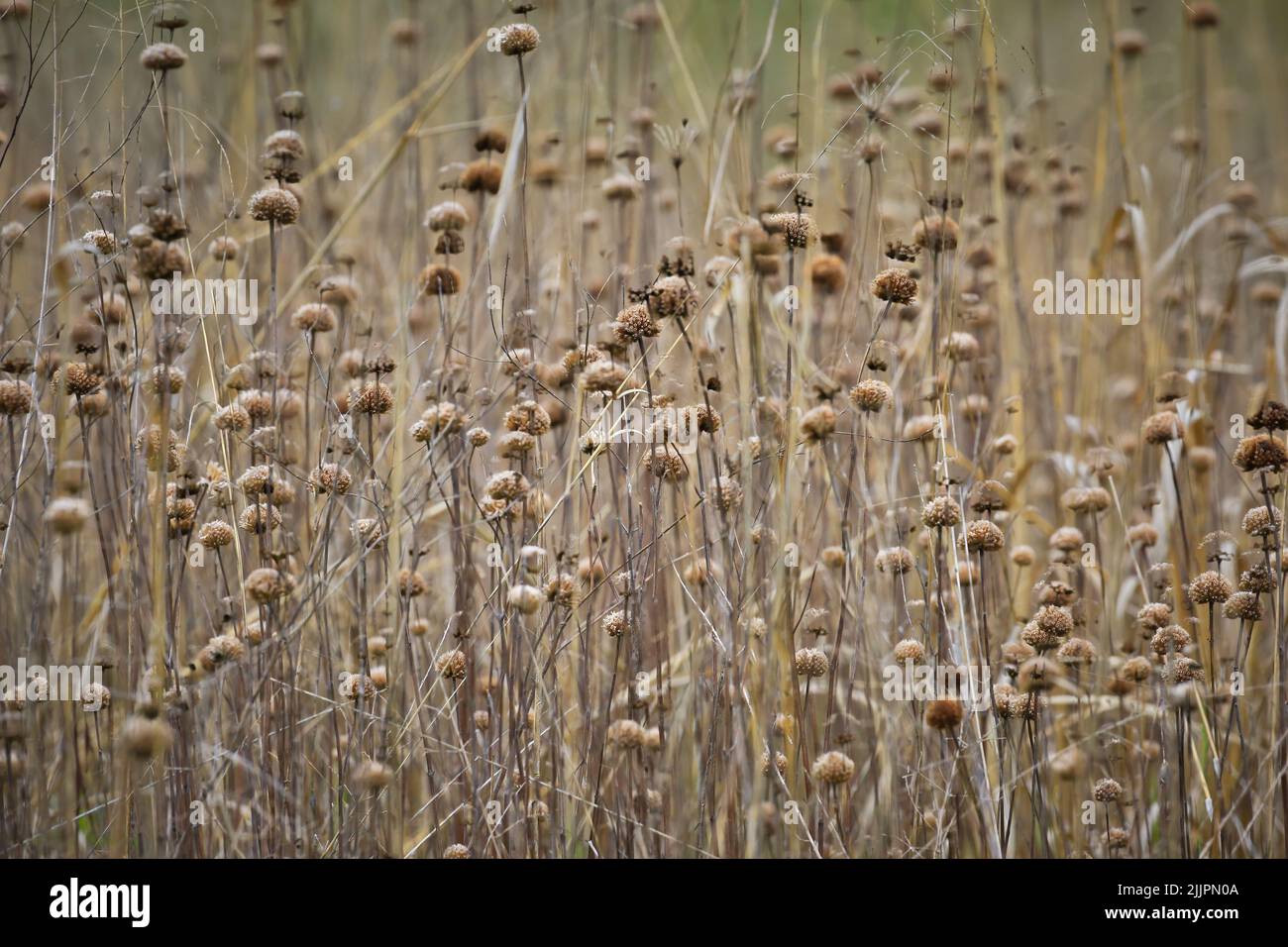 A beautiful shot of Turkish sage reed plants field on a sunny day Stock Photo