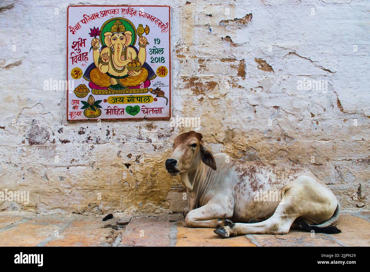 A cow sitting against an old weathered wall with a poster of a Hindu God Ganesha in the morning Stock Photo