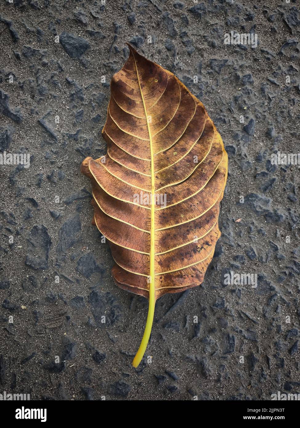 A top view of a dry autumn dead leaf fallen on the asphalt Stock Photo