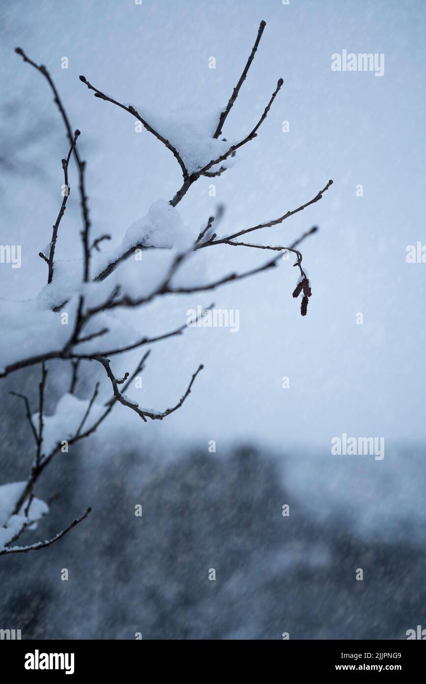 A vertical shot of snow on a tree branch in Tromsdalen, Norway Stock Photo
