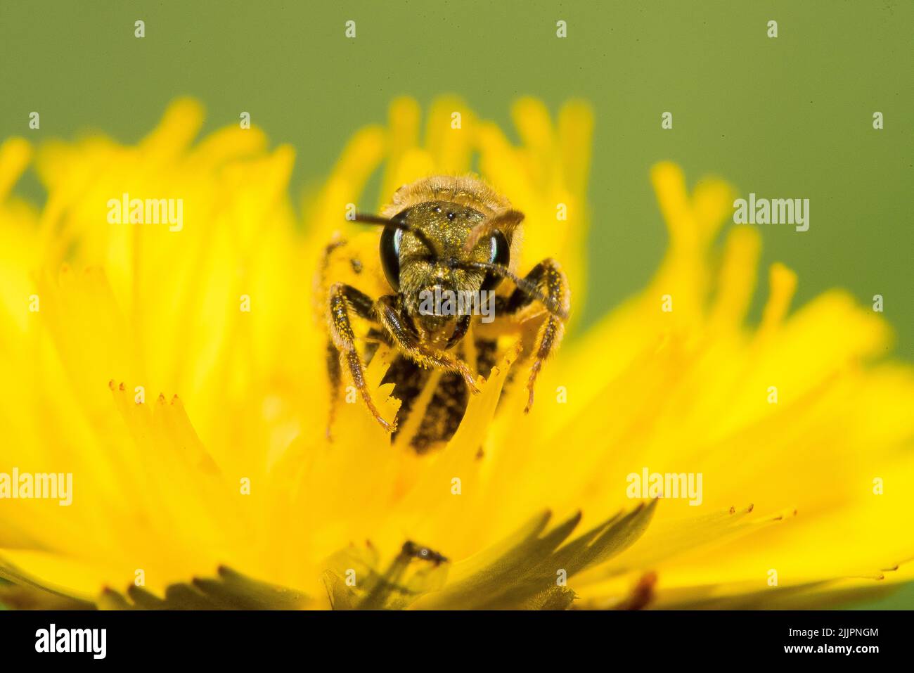 A shallow focus shot of a honeybee collecting nectar on a yellow ...