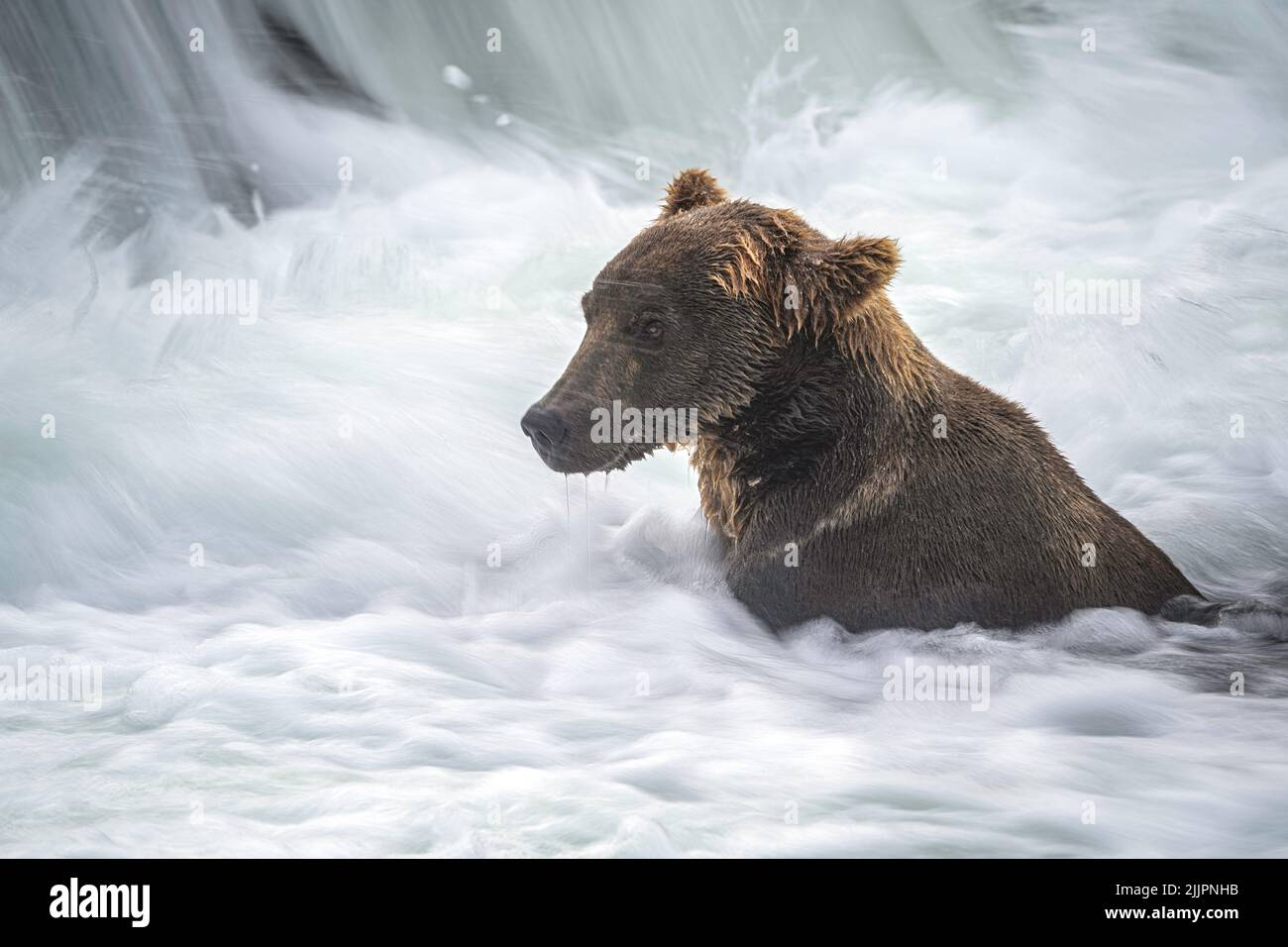 Brown bear at brooks falls Stock Photo