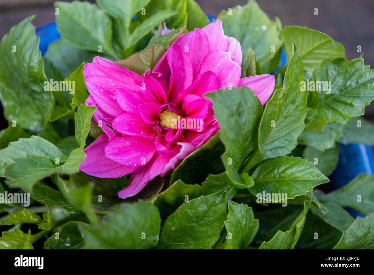 A close-up shot of a pink dahlias flower growing in the pot. Stock Photo