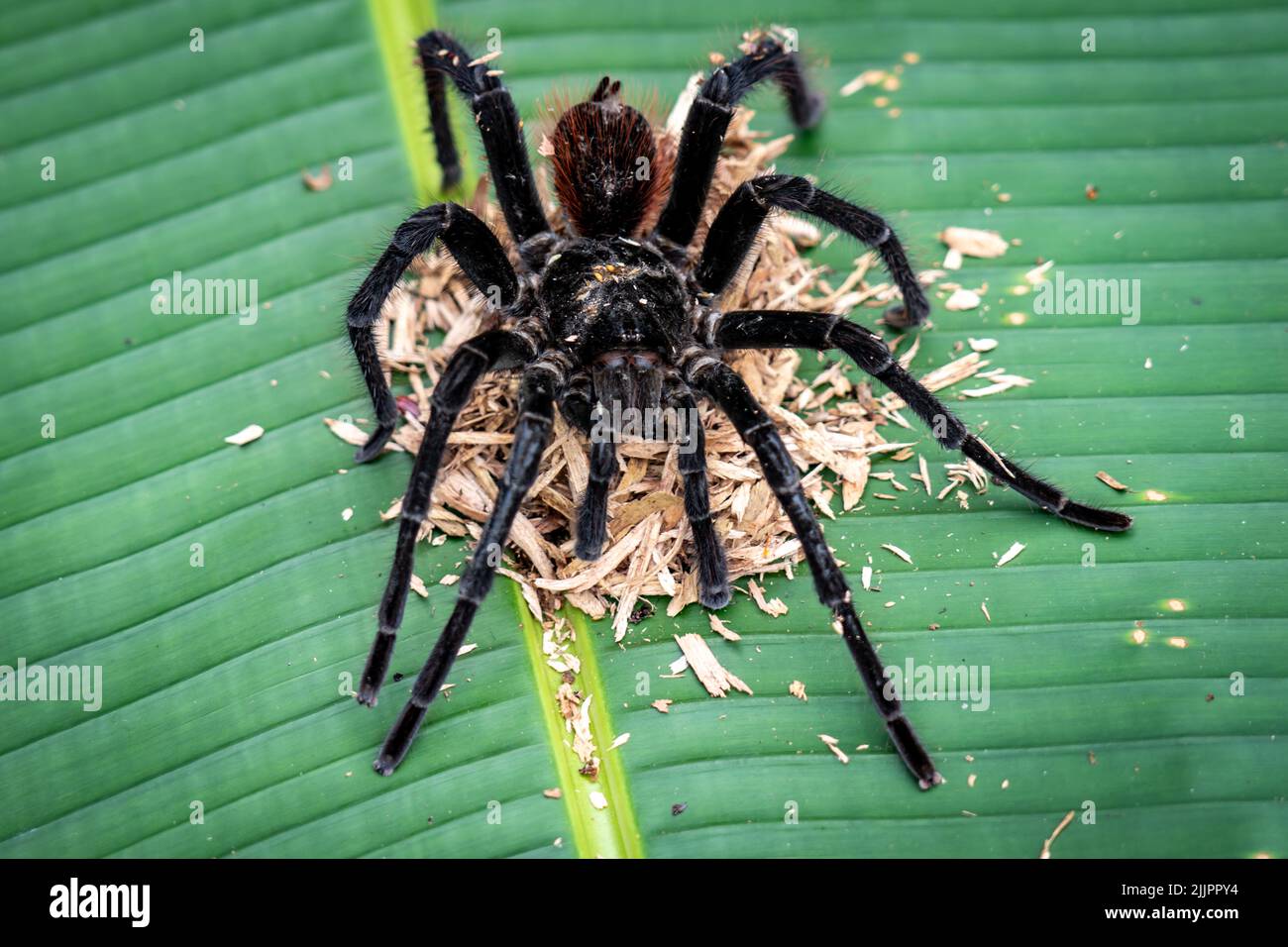 The Goliath birdeater tarantula (Theraphosa blondi) in the Peruvian Amazon is the world's largest spider Stock Photo