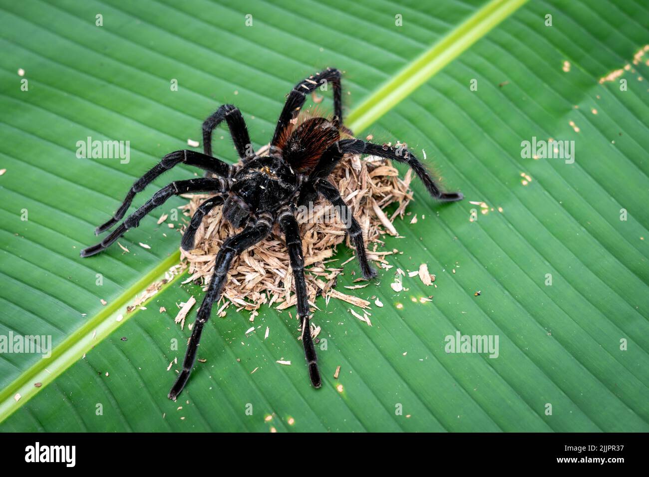 The Goliath birdeater tarantula (Theraphosa blondi) in the Peruvian Amazon is the world's largest spider Stock Photo