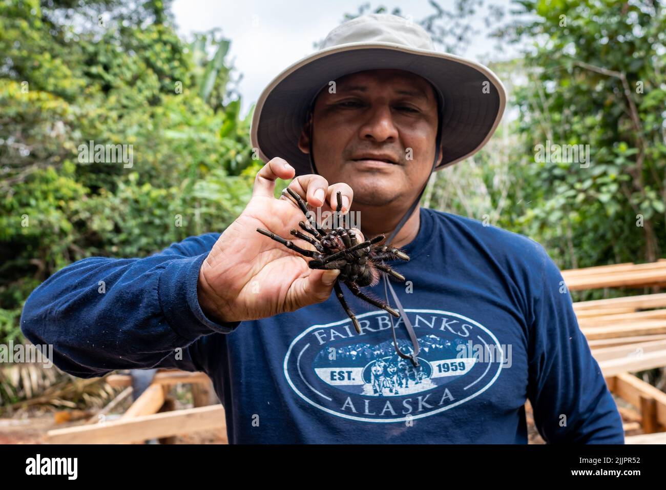 The Goliath birdeater tarantula (Theraphosa blondi) in the Peruvian Amazon is the world's largest spider Stock Photo