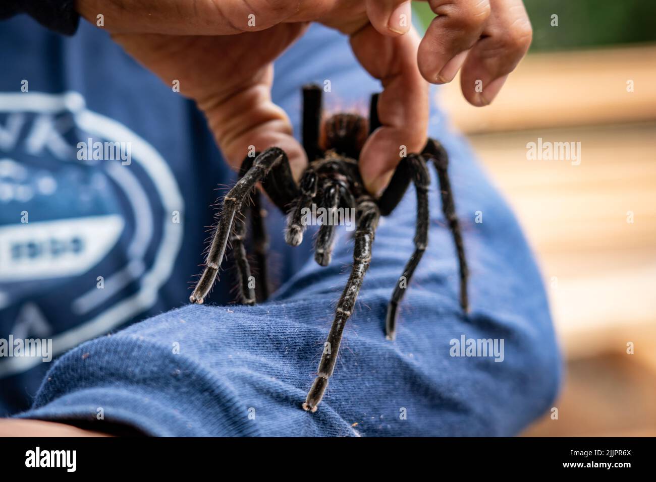 The Goliath birdeater tarantula (Theraphosa blondi) in the Peruvian Amazon is the world's largest spider Stock Photo