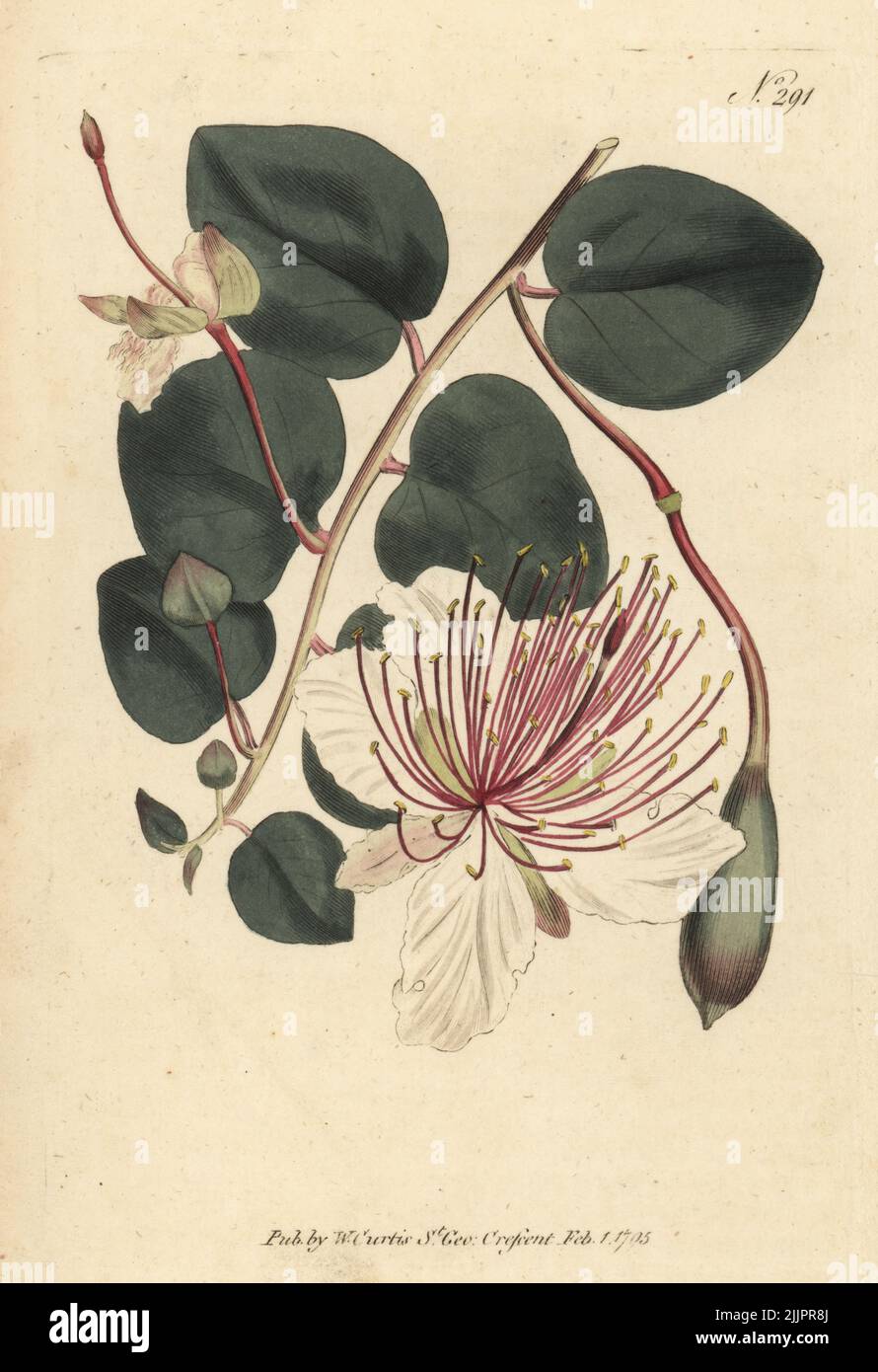 The caper shrub or Flinders rose, Capparis spinosa. Native to southern Europe and the Levant. used as a pickled garnish. Handcoloured copperplate engraving after a botanical illustration from William Curtis's Botanical Magazine, Stephen Couchman, London, 1795. Stock Photo