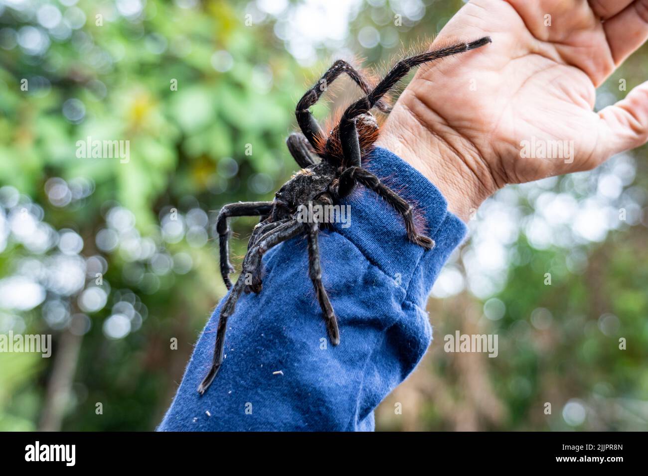 The Goliath birdeater tarantula (Theraphosa blondi) in the Peruvian Amazon is the world's largest spider Stock Photo