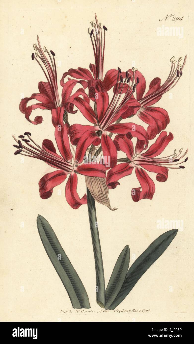 Guernsey lily or Jersey lily, Nerine sarniensis. Guernsey amaryllis, Amaryllis sarniensis. Native of Japan, imported to Guernsey via a Dutch or English shipwreck. Handcoloured copperplate engraving after a botanical illustration from William Curtis's Botanical Magazine, Stephen Couchman, London, 1795. Stock Photo