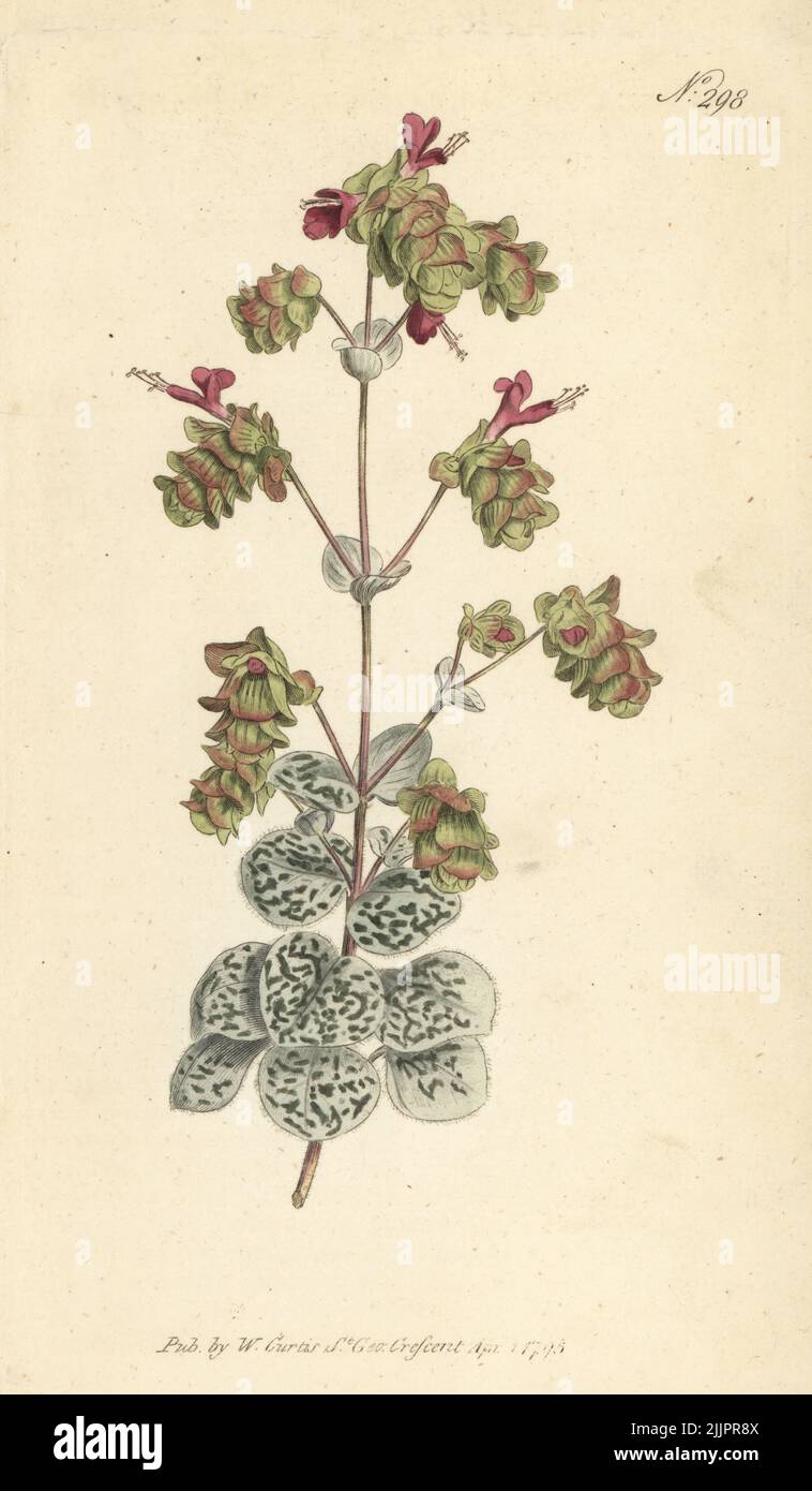 Dittany of Crete, Origanum dictamnus. Handcoloured copperplate engraving after a botanical illustration from William Curtis's Botanical Magazine, Stephen Couchman, London, 1795. Stock Photo