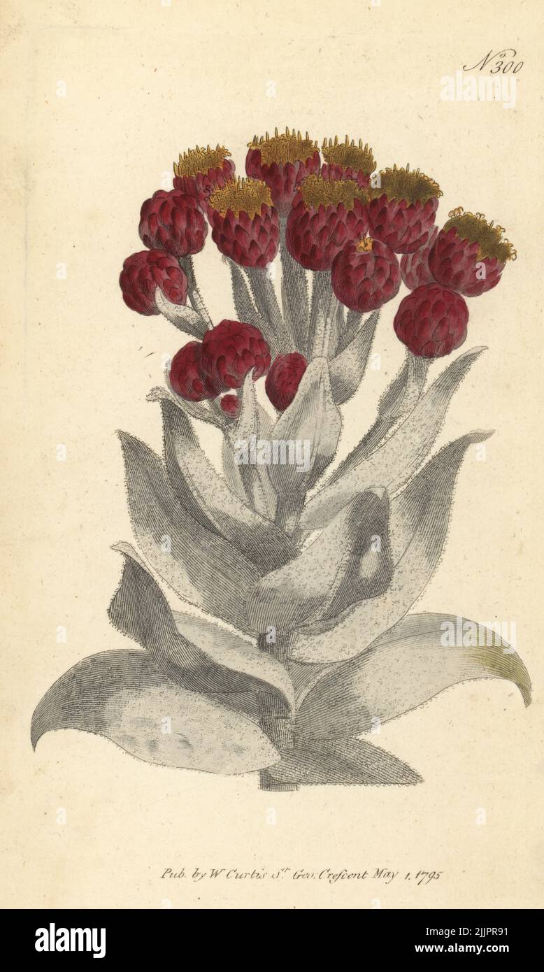 Everlasting, Syncarpha eximia. Giant cudweed, Gnaphalium eximium. Native to South Africa, imported via the Hammersmith Nursery of Lewis Kennedy and James Lee. Handcoloured copperplate engraving after a botanical illustration from William Curtis's Botanical Magazine, Stephen Couchman, London, 1795. Stock Photo