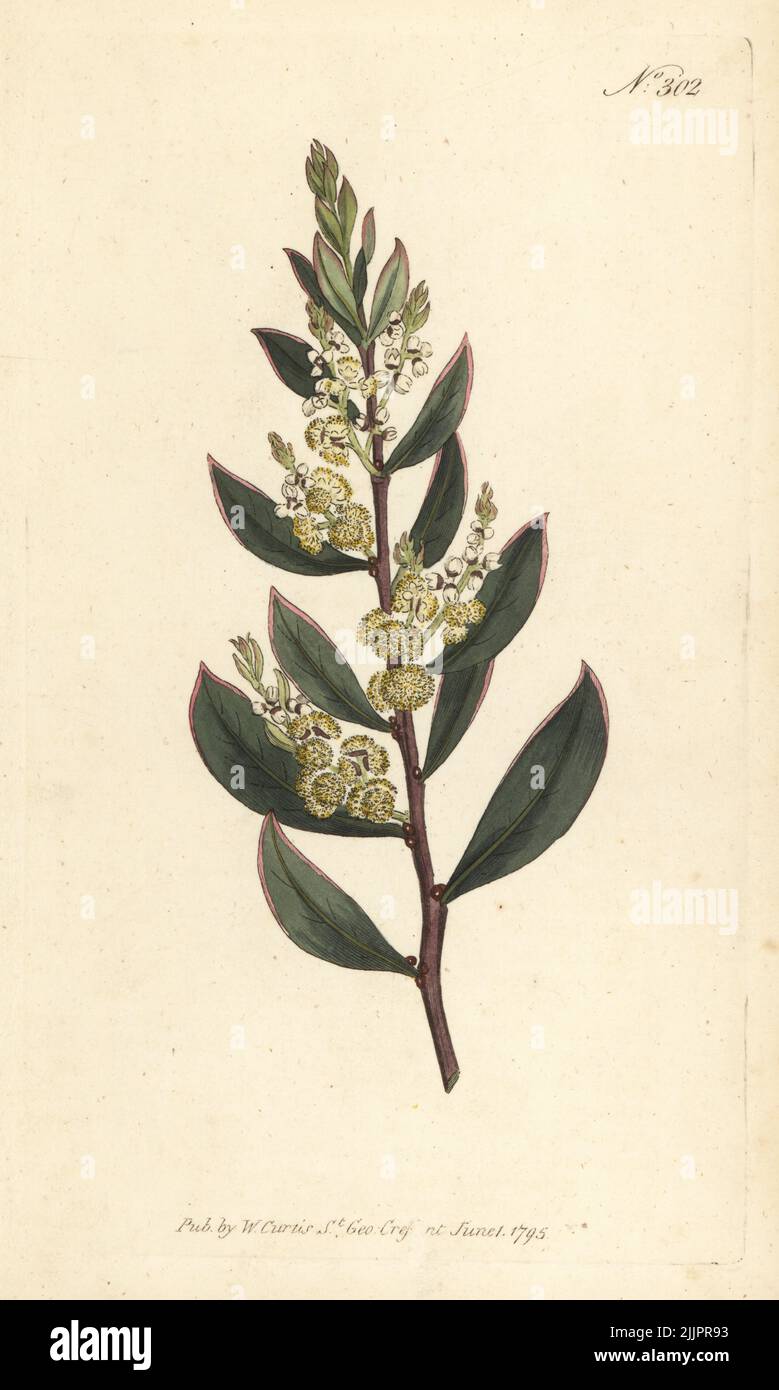 Myrtle wattle, Acacia myrtifolia. Myrtle-leaved mimosa, Mimosa myrtifolia. Native to New South Wales, Australia. Handcoloured copperplate engraving after a botanical illustration from William Curtis's Botanical Magazine, Stephen Couchman, London, 1795. Stock Photo