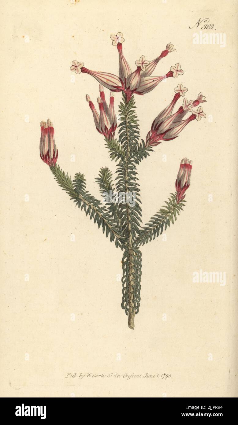 Flask heath, Erica ampullacea. Native to the Cape, South Africa. Imported by Williams, nurseryman at Turnham Green. Handcoloured copperplate engraving after a botanical illustration from William Curtis's Botanical Magazine, Stephen Couchman, London, 1795. Stock Photo