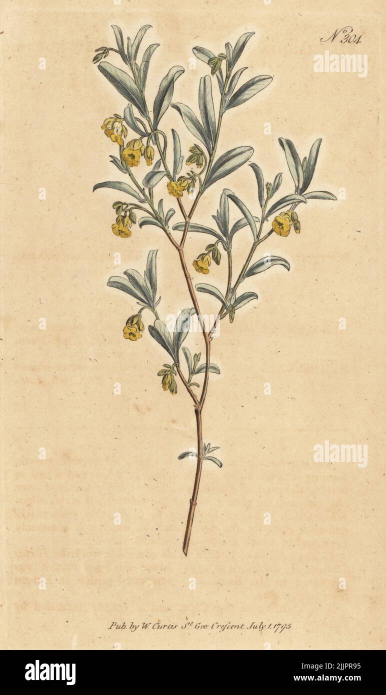 Hermannia lavandulifolia. Malvales shrub of the Cape, South Africa. Lavender-leaved hermannia, Hermannia lavendulifolia. Handcoloured copperplate engraving after a botanical illustration from William Curtis's Botanical Magazine, Stephen Couchman, London, 1795. Stock Photo