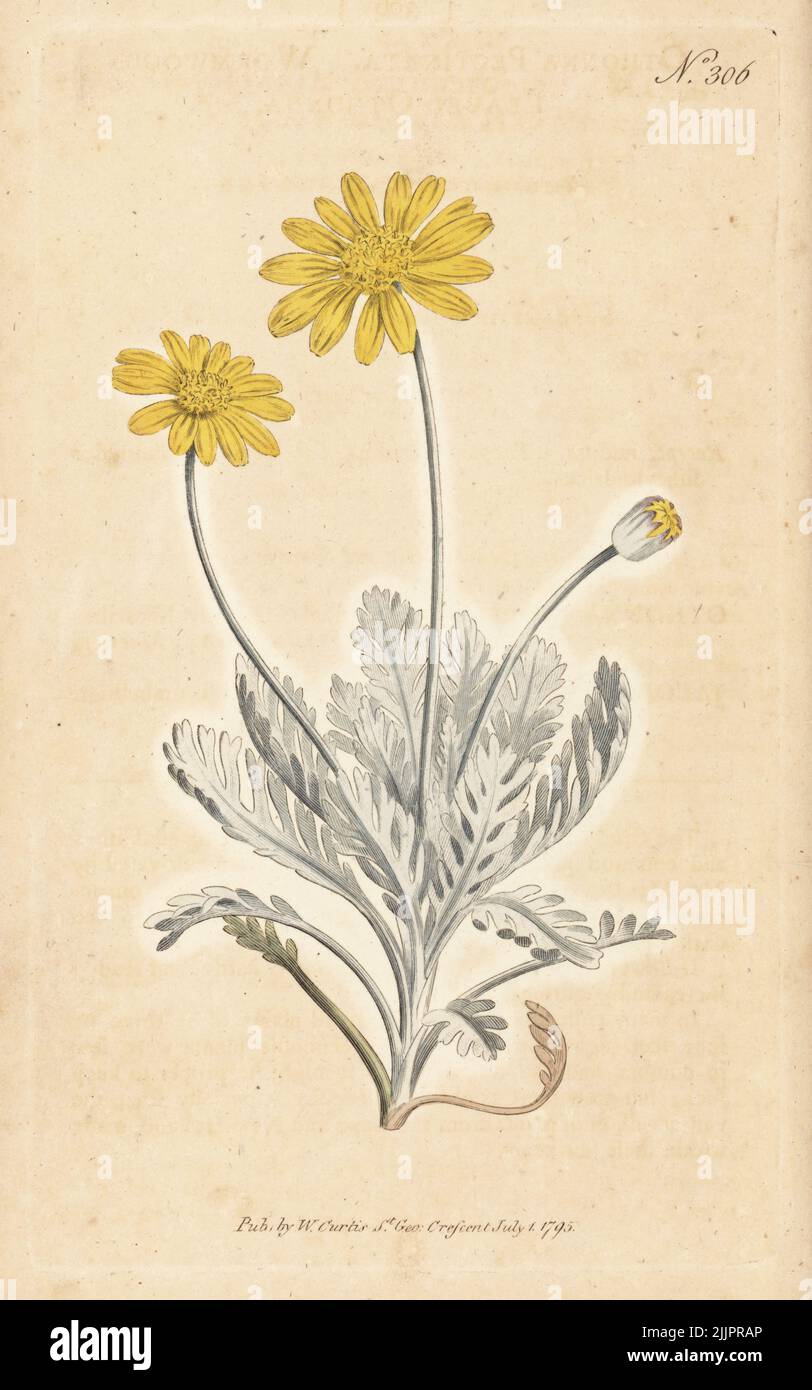 Grey-leaved euryops, Euryops pectinatus subsp. pectinatus. Wormwood-leaved othonna, Othonna pectinata. Native to the Cape, South Africa, and New Holland, Australia. Handcoloured copperplate engraving after a botanical illustration from William Curtis's Botanical Magazine, Stephen Couchman, London, 1795. Stock Photo