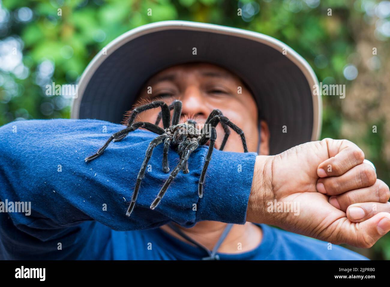 The Goliath birdeater tarantula (Theraphosa blondi) in the Peruvian Amazon is the world's largest spider Stock Photo