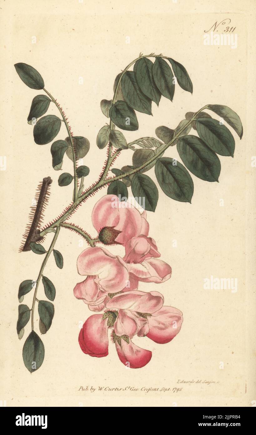 Rough-stalked robinia or rose acacia, Robinia hispida. Native of Carolina, America. Handcoloured copperplate engraving by Sansom after a botanical illustration by Sydenham Edwards from William Curtis's Botanical Magazine, Stephen Couchman, London, 1795. Stock Photo